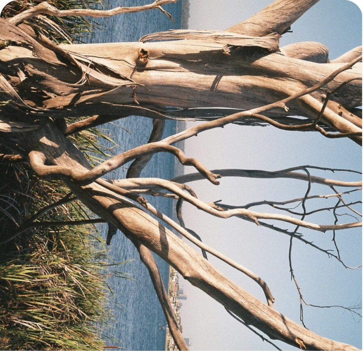 Coastal photography with sculptural tree branches